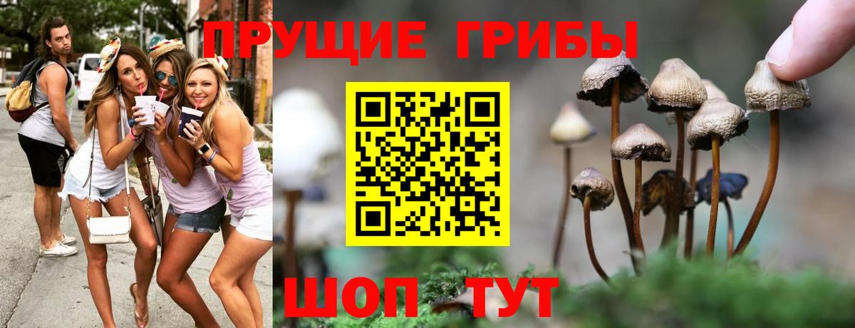 наркотики  Вход с VPN  Кызыл  Псилоцибиновые грибы Cubensis 